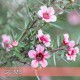Manuka - 麥蘆卡